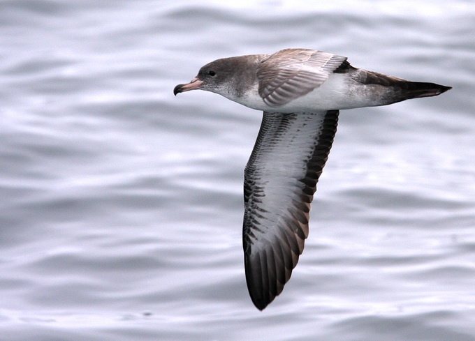 Pink-footed Shearwater